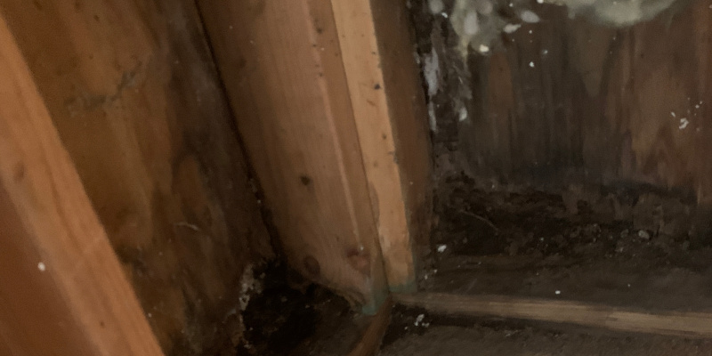 Mold Damage in Cartersville, Georgia